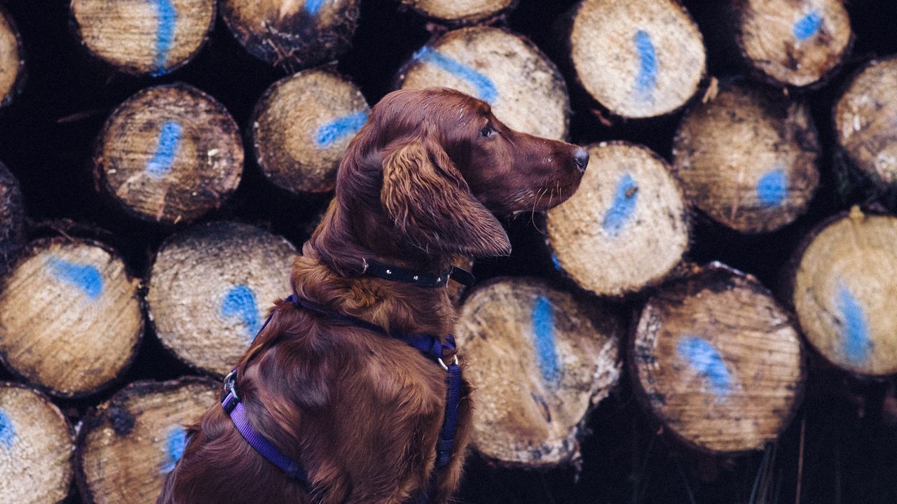 Wallpaper dog, retriever, leash, logs