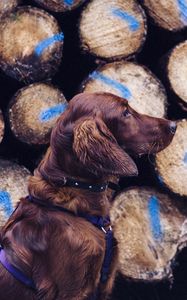 Preview wallpaper dog, retriever, leash, logs