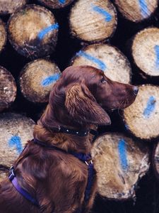 Preview wallpaper dog, retriever, leash, logs