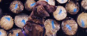 Preview wallpaper dog, retriever, leash, logs