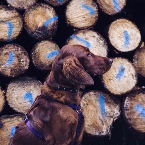Preview wallpaper dog, retriever, leash, logs