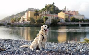 Preview wallpaper dog, retriever, river, city