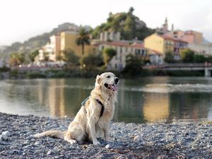 Preview wallpaper dog, retriever, river, city