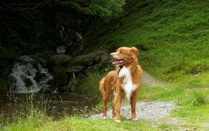 Preview wallpaper dog, retriever, summer
