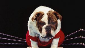 Preview wallpaper dog, ring, boxer, bulldog