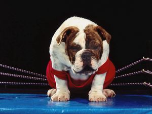 Preview wallpaper dog, ring, boxer, bulldog
