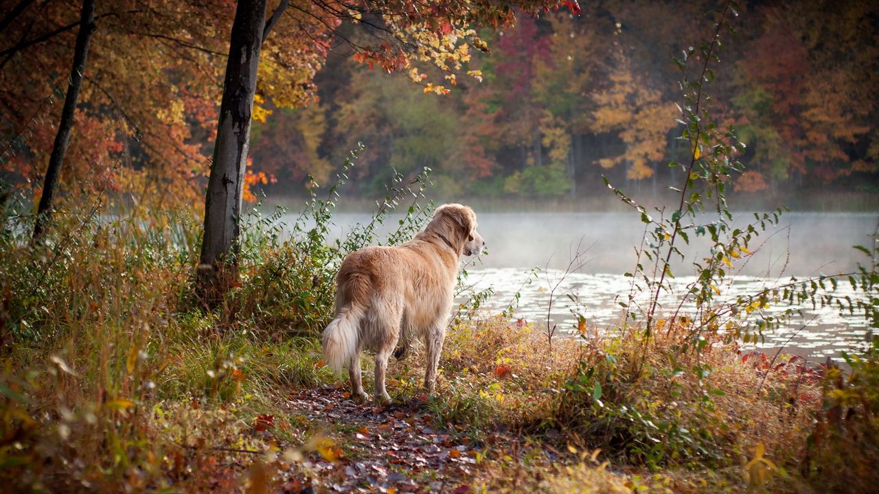 Wallpaper dog, river, grass, walk