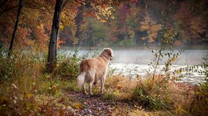 Preview wallpaper dog, river, grass, walk