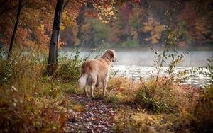 Preview wallpaper dog, river, grass, walk