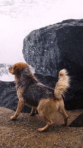 Preview wallpaper dog, river, splash, stones