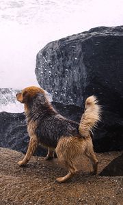 Preview wallpaper dog, river, splash, stones