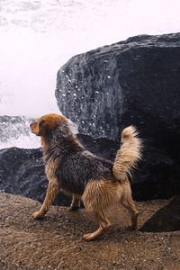 Preview wallpaper dog, river, splash, stones