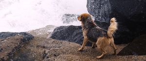Preview wallpaper dog, river, splash, stones