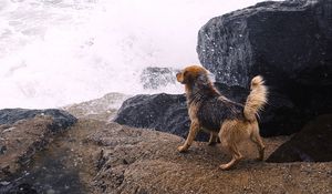 Preview wallpaper dog, river, splash, stones