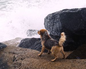 Preview wallpaper dog, river, splash, stones