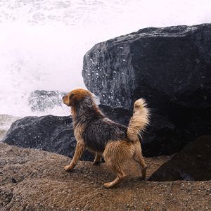 Preview wallpaper dog, river, splash, stones