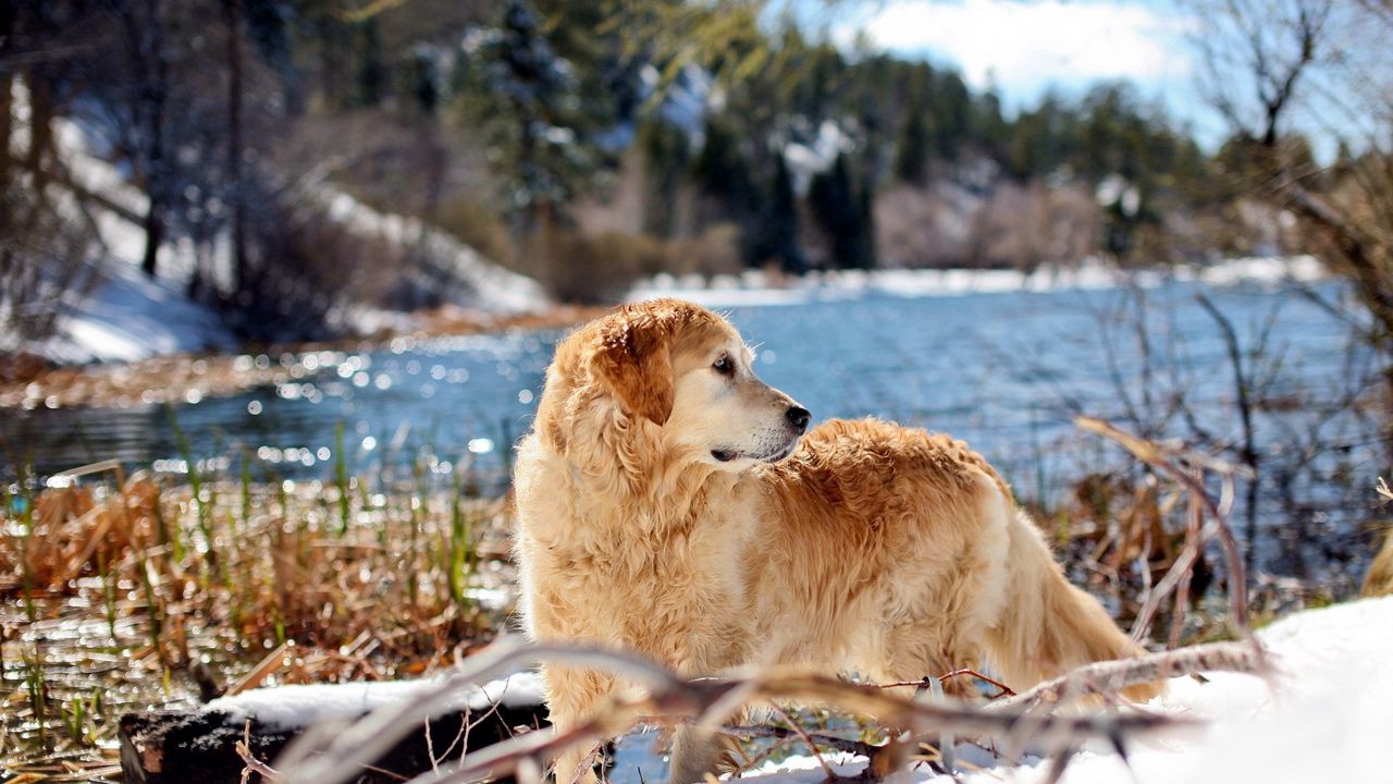 Wallpaper dog, river, walk, look