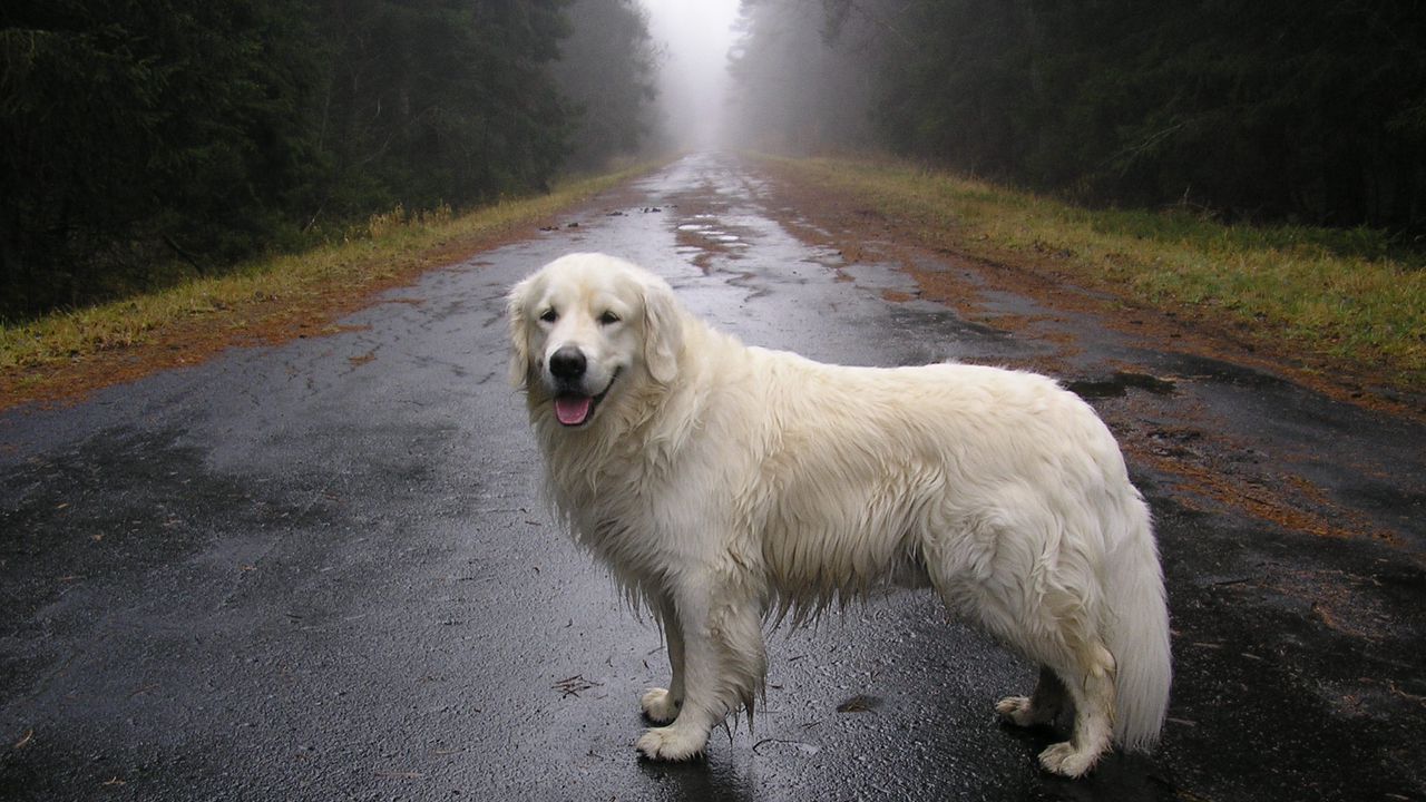 Wallpaper dog, road, moisture, waiting