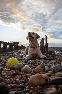 Preview wallpaper dog, rocks, lying, beach, sky