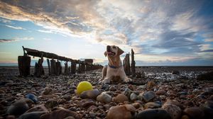 Preview wallpaper dog, rocks, lying, beach, sky