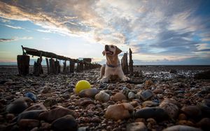 Preview wallpaper dog, rocks, lying, beach, sky