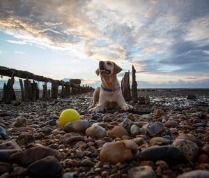 Preview wallpaper dog, rocks, lying, beach, sky