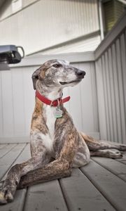 Preview wallpaper dog, room, beautiful, pedigreed