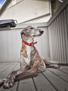 Preview wallpaper dog, room, beautiful, pedigreed