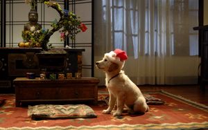 Preview wallpaper dog, room, holiday, sit