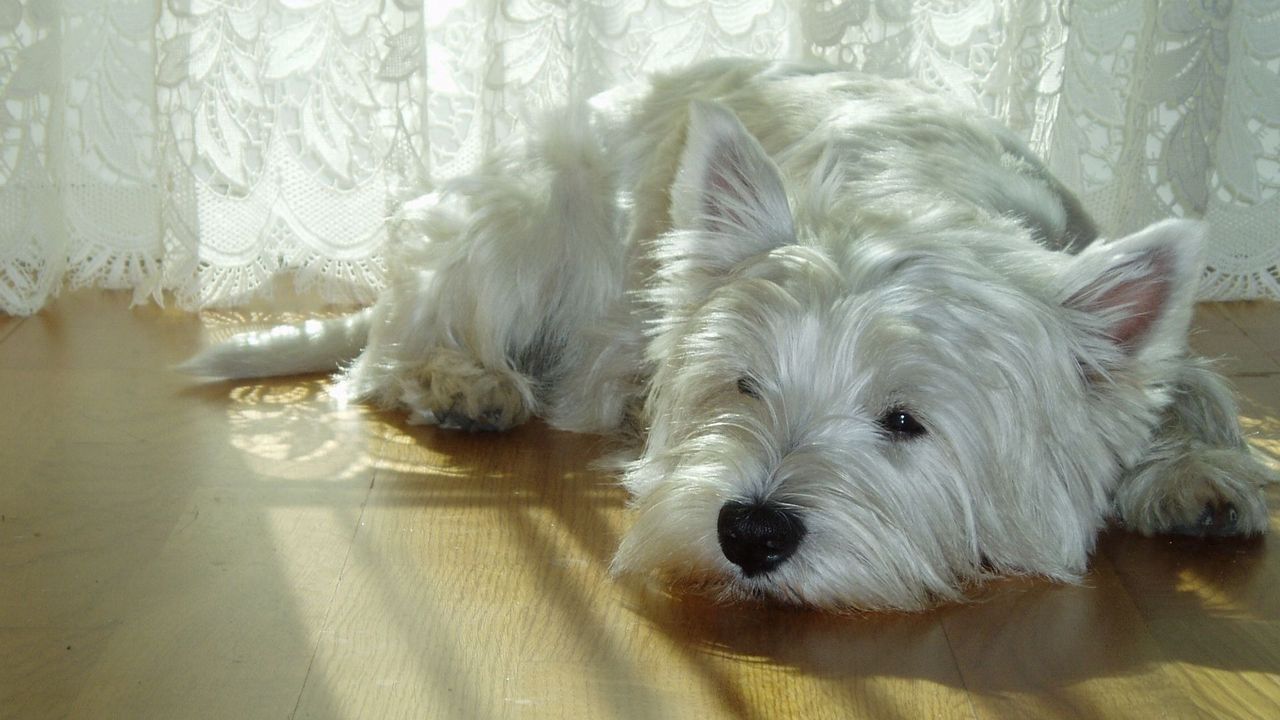 Wallpaper dog, room, sad, down, wait
