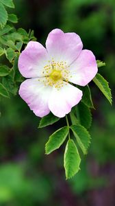 Preview wallpaper dog rose, flower, petals, leaves, macro, blur