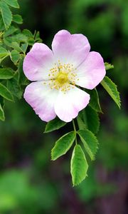 Preview wallpaper dog rose, flower, petals, leaves, macro, blur