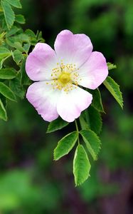 Preview wallpaper dog rose, flower, petals, leaves, macro, blur