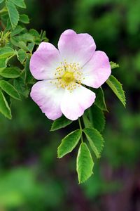 Preview wallpaper dog rose, flower, petals, leaves, macro, blur