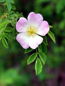 Preview wallpaper dog rose, flower, petals, leaves, macro, blur