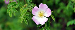 Preview wallpaper dog rose, flower, petals, leaves, macro, blur