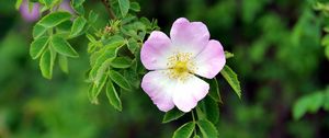 Preview wallpaper dog rose, flower, petals, leaves, macro, blur