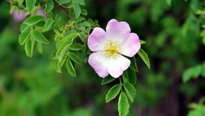 Preview wallpaper dog rose, flower, petals, leaves, macro, blur