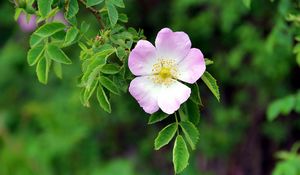 Preview wallpaper dog rose, flower, petals, leaves, macro, blur