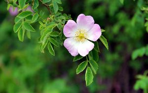 Preview wallpaper dog rose, flower, petals, leaves, macro, blur