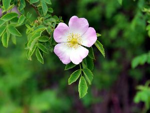 Preview wallpaper dog rose, flower, petals, leaves, macro, blur