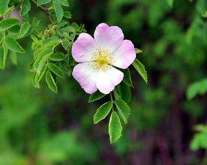 Preview wallpaper dog rose, flower, petals, leaves, macro, blur