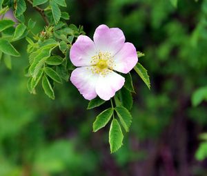 Preview wallpaper dog rose, flower, petals, leaves, macro, blur