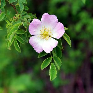 Preview wallpaper dog rose, flower, petals, leaves, macro, blur