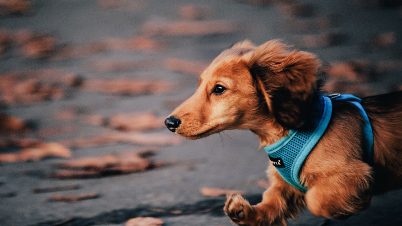 Wallpaper dog, run, ears