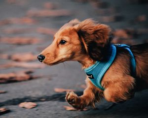 Preview wallpaper dog, run, ears