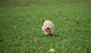 Preview wallpaper dog, run, grass, play