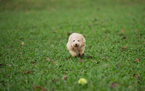 Preview wallpaper dog, run, grass, play