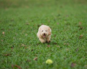 Preview wallpaper dog, run, grass, play