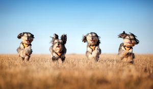 Preview wallpaper dog, run, grass, wind